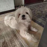 سگ آپارتمانی|سگ|صدرا-فارس, فاز ۱|دیوار