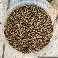 فروش لارو بالغ زنده برای دام و طیور (BSF)