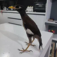مینا