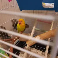 طوطی برزیلی