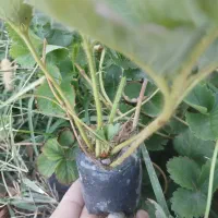 نشا نهال توت فرنکی کردستان