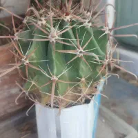 فروش کاکتوس|گل و گیاه طبیعی|مشگین شهر, |دیوار