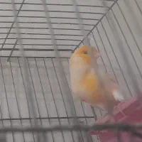 قناری نر جوان