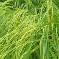 برای کار شالیزار و باغ میخوام