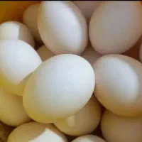 تخم مرغ محلی