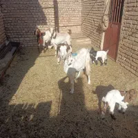 3راس کولار پاکستانی زایده