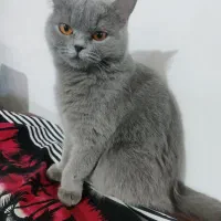 گربه بریتیش اصل