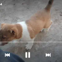 توله خراسانی