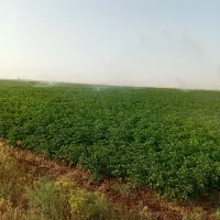 سیب جمع کردن