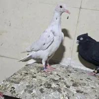 کبوتر دورگ سرور