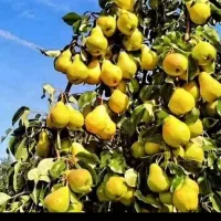 فروش نهال میوه دوساله پیوندی درفاروج