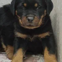 سگ روتوایلر نر شاه توله