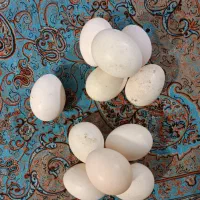 سلام تخم مرغ لاری اصیل نطفه دار