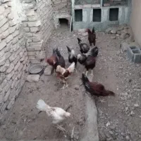 سلام تعدادی مرغ و خروس ویک تله گربه گیر|حیوانات مزرعه|سرایان, |دیوار