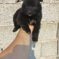 ژرمن بلک نر و ماده و مالنویز