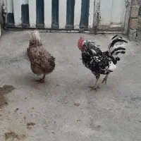 یک عدد خروس،گلین وی مرغ لکی