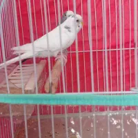 مرغ عشق هلندی|پرنده|شیراز, باغ تخت|دیوار
