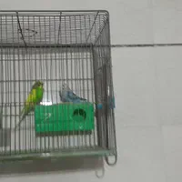 مرغ عشق|پرنده|خمینی‌شهر, |دیوار