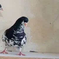 نروماده شهری گلدار|پرنده|ارژن, |دیوار