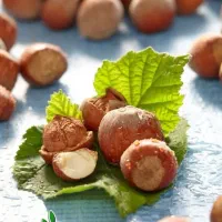 ارائه نهال فندق فرتیل دوکاتارد