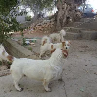 واگذاری سگ خانگی