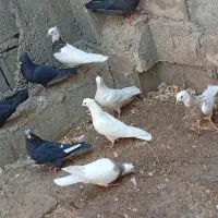 تعدادی کبوتر