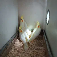 عروس هلندی دوماهه ۳ماهه