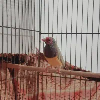 فنچ|پرنده|قم, چهل درخت|دیوار