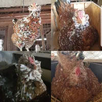 تخم نطفه دار مرغ و خروس گلین لری|حیوانات مزرعه|شریفآباد, |دیوار