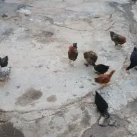 مرغ و جوجه