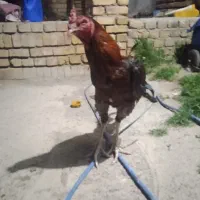 خروس