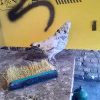 کله دمسبز سوسکی سبز شکار