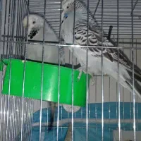 یک جفت مولد مرغ عشق انگلیسی و دو عدد عروس هلندی|پرنده|هشتگرد, هشتگرد قدیم|دیوار