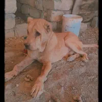 واگذاری سگ عراقی .پژدر فی ۵