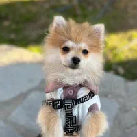 پامرخرسی جنسیت نر