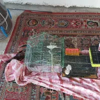 دو عدد مرغ عشق|پرنده|کوهدشت, |دیوار