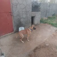 سگ واگذار شود|سگ|میاندوآب, |دیوار