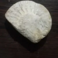 فسیل و سنگواره|کلکسیون و سرگرمی|فیروزکوه, |دیوار