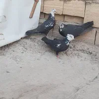 کفترکله ماستی دونه ای ۷۰۰