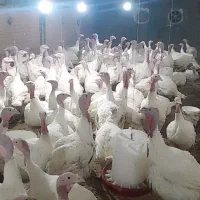 بوقلمون بیوتی وبوقلمون برنز موجود هست