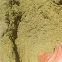 کاه عدس ولوبیا درجه یک سبز