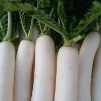بزرترپ