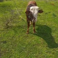 ورزا سپینتال دورگ