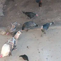 بوقلمو|حیوانات مزرعه|گوآور, |دیوار