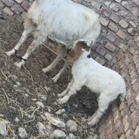 سلام بز مری با کهره ماده