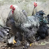 خروس امپراطور ، برهما ، سنگین وزن اصیل