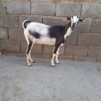 بزها سالم وسرحال|حیوانات مزرعه|میناب, |دیوار