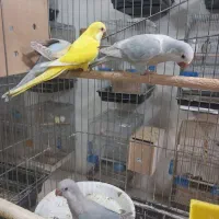 راهب فول دستی|پرنده|کاشان, فاز ۲ ناجی آباد|دیوار