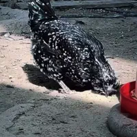 مرغ گلین فول کیفیت