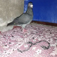 کفتر زاغ